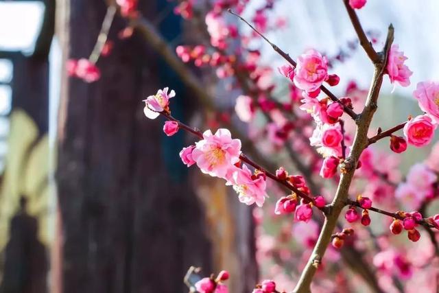 河南少林禅宗音乐大典推出半价门票，全年（除十一）超长使用期限