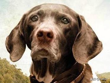 战俘犬朱迪：一枚坠入人间的天使