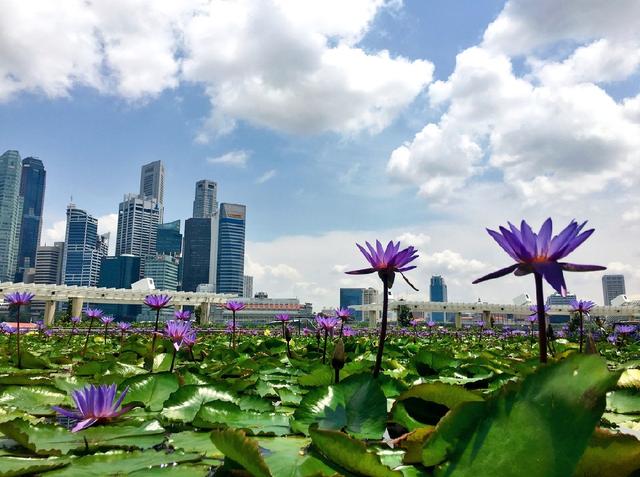 新加坡——花间城，自然的极致