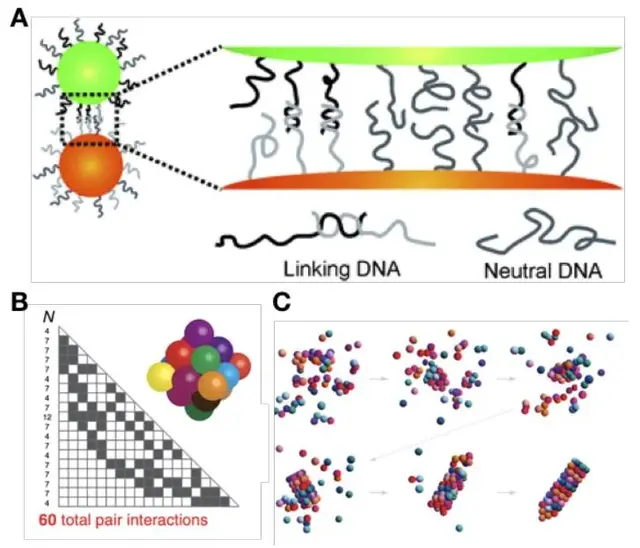 Science Advances :“纳⽶乐⾼”的新型设计组装思路