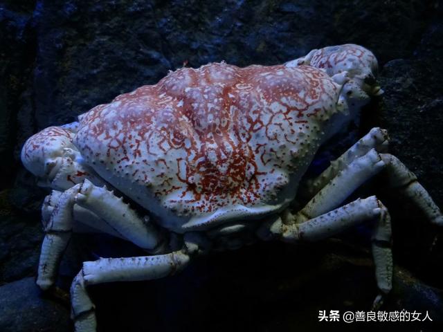 新加坡水族馆是亚洲最大的热带水族馆,是科谱的好地方。