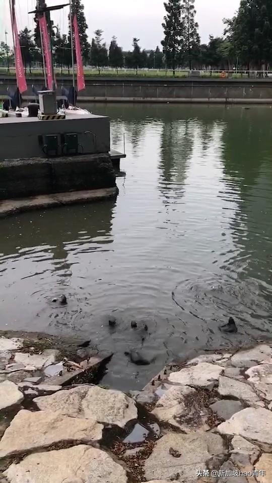 新加坡公共领域里水獭算是比较多的，朋友出门拍到的水獭宝贝^_^