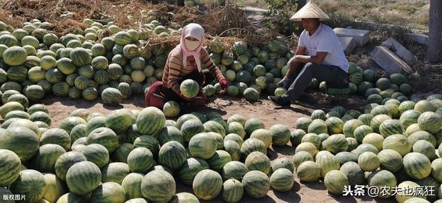 长得和西瓜很像，亩产8000斤，农民种瓜却不卖瓜，种子4元1斤