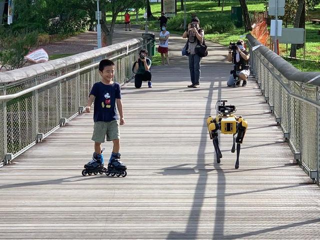 #揭秘新加坡机器狗# 缉毒犬你见过，那安全社交距离犬呢？
