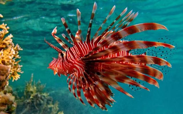 疫情中水族馆的动物们玩嗨了，哈哈哈哈哈
