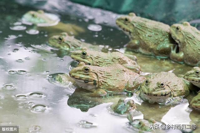 蛙类人工养殖技术，带你了解正确的牛蛙养殖方法，养殖户应该看看