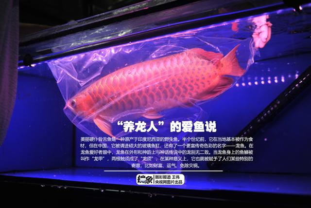 一条美丽的野生鱼是如何跃过中国“龙”门的