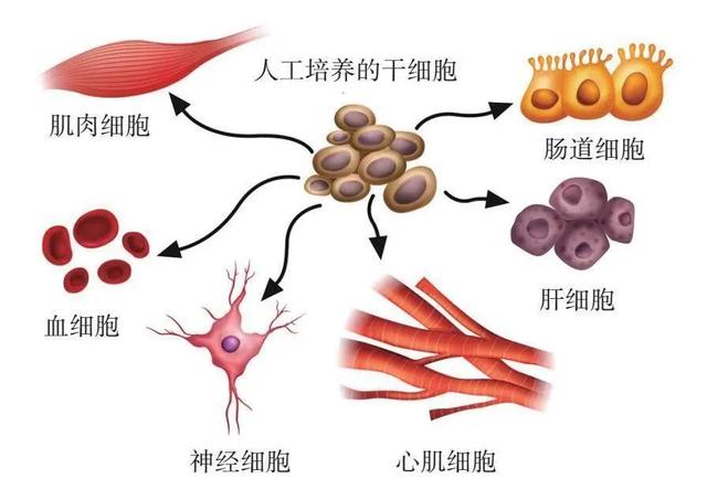 医学革命 | 自体干细胞