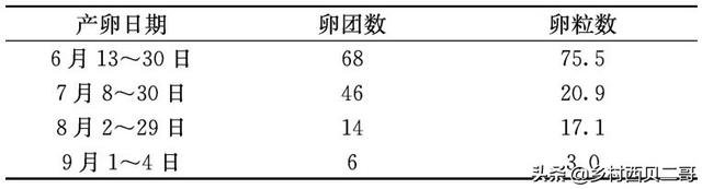 牛蛙的人工高效养殖技术