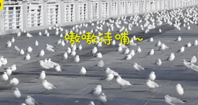 没中国游客，生态圈都乱了