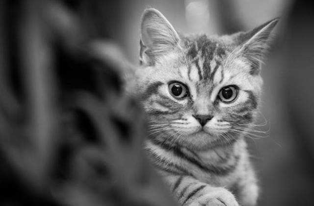 反虐待动物保护法离我们还有多远？