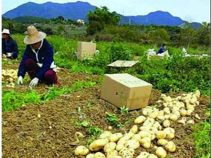 惠东“小土豆”成“致富薯” 去年总产值7.82亿元