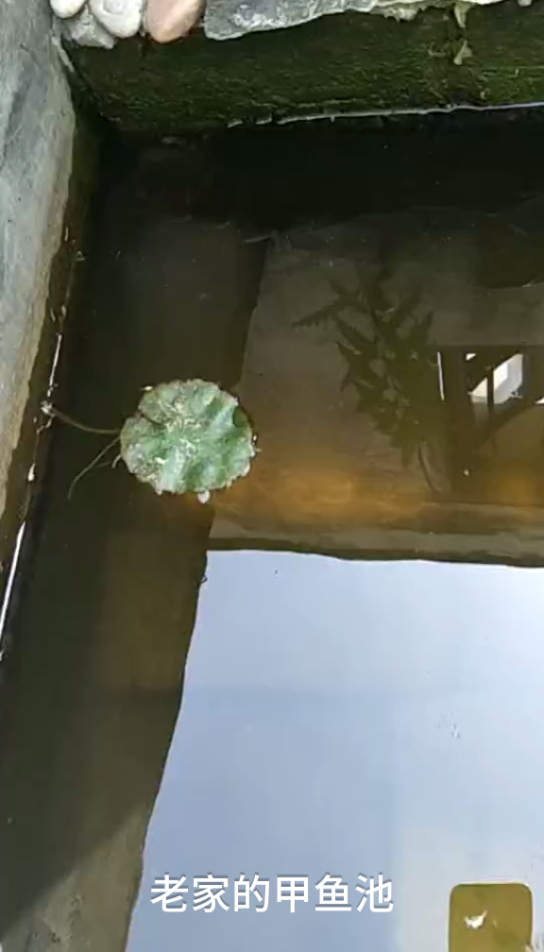 我在新加坡，我让老婆拍的家里
鱼池