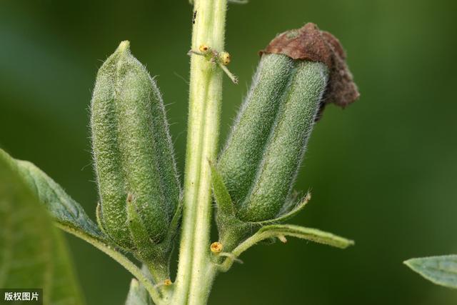 芝麻绿色轻简高效种植技术，为种植出高产量、高质量而提供的技术