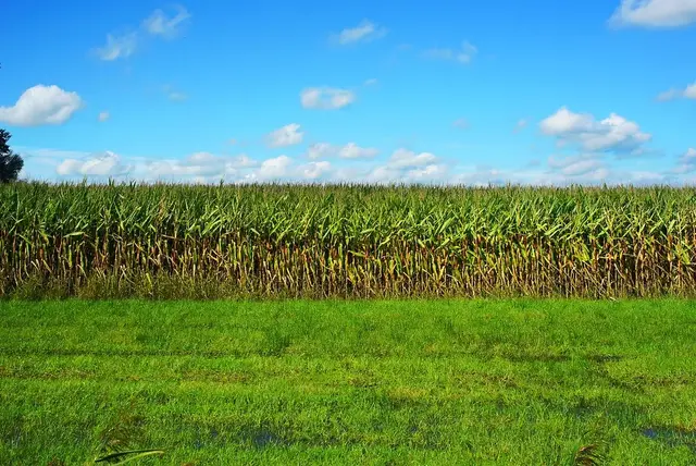 美国农业公司是怎样垄断世界粮食的？