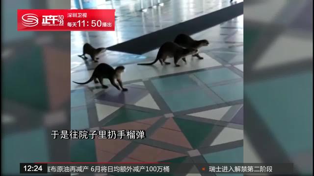 水獭一家七口误入新加坡医院闲逛 引网友脑洞大开