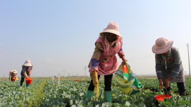 沾益区首季蔬菜出口实现“开门红”