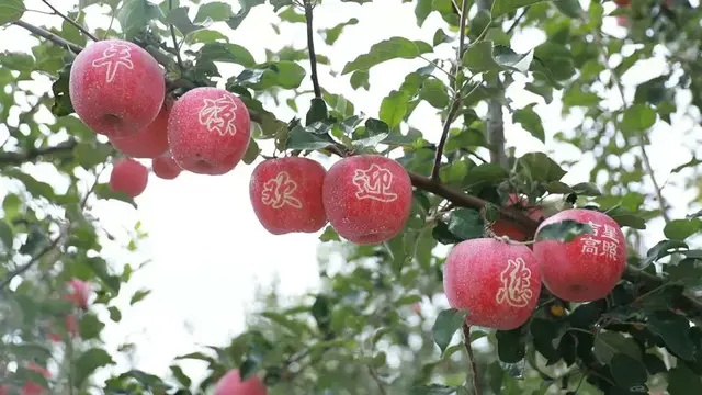 不是每一个苹果，都可以叫平凉苹果