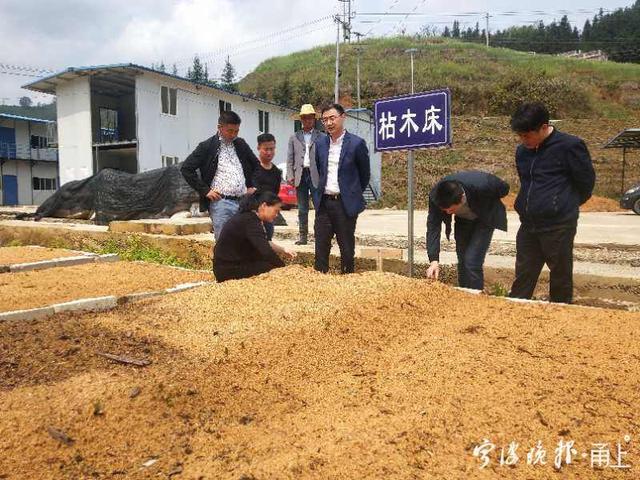 宁波“油茶县长”撬动10亿元油茶产业 帮2000户贫困户脱贫致富