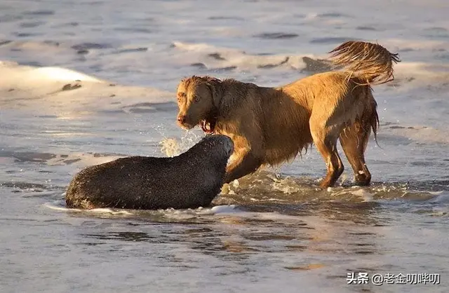 平头哥“水獭”，才是动物界最大的黑社会