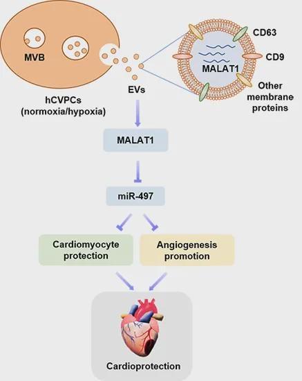 揭示人胚胎干细胞衍生的心血管前体细胞胞外囊泡的心脏保护作用