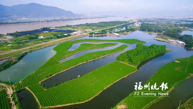 福州：花茶“变脸”招揽天下客