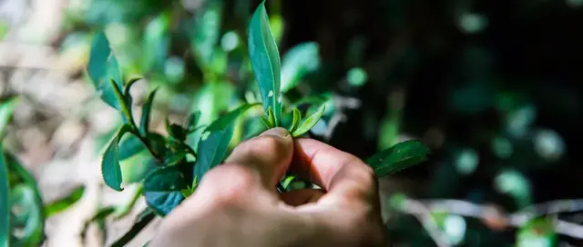 《世界茶文化大全》，茶文化至佳百科全书