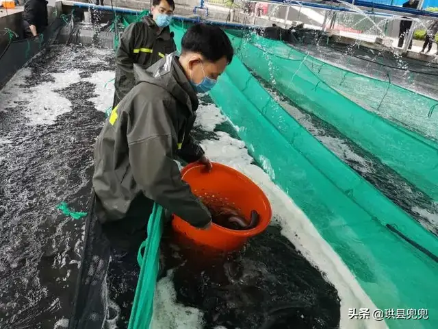 要火！宜宾这个地方养的鱼，出口日本、韩国、新加坡……