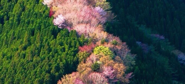 工程播报｜一期国际康养社区——水居·水云游正在火热建设中