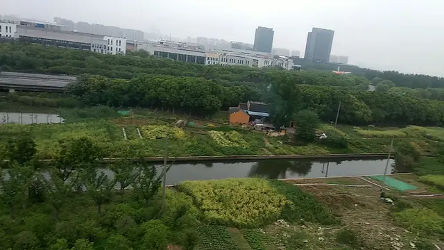 新加坡工业园区内很具有乡村的寺庙，旁边还有人在割油菜。