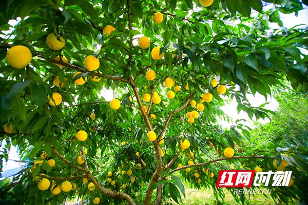 株洲：乡村振兴在“边区”