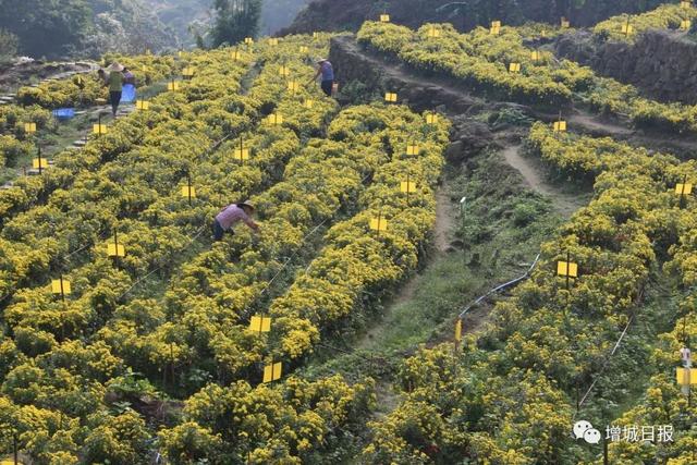 观光、旅游休闲、科普！增城最全29个农业公园游玩攻略戳这里→