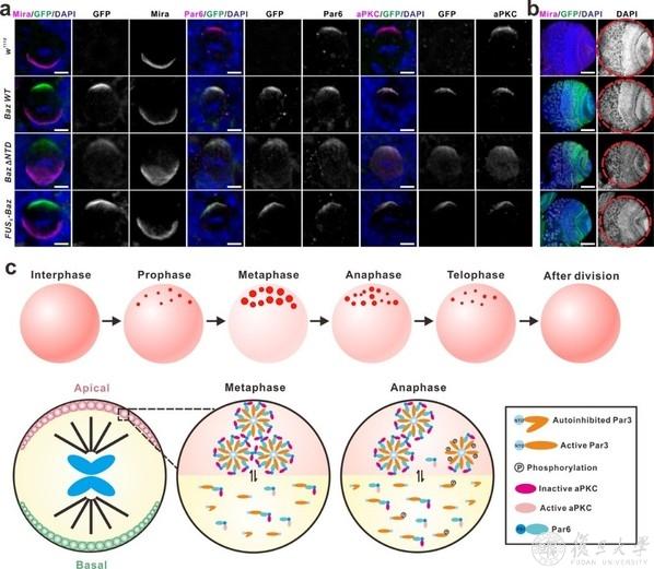 生物医学研究院温文玉团队合作研究揭示神经干细胞不对称分裂的相分离调控机制