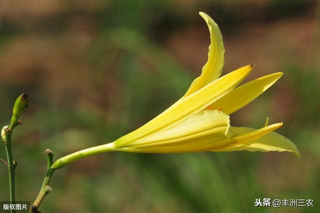 黄花菜种植技术，管理很重要，这些知识点你知道吗