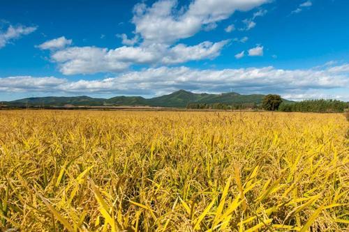 世界上七成的粮食交易控制在这4家公司手里，已在中国深耕多年