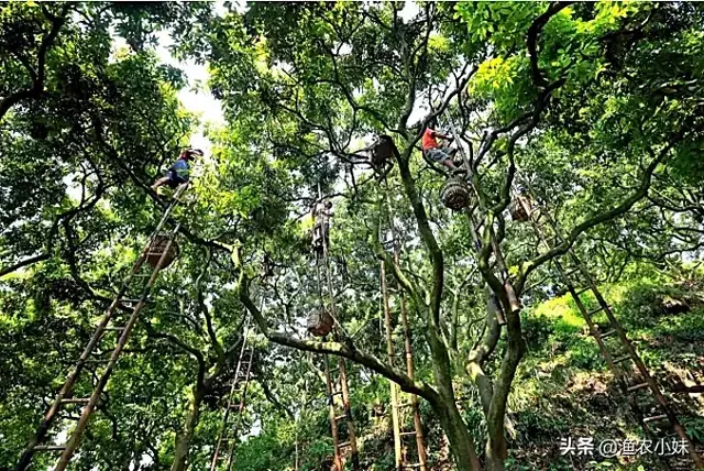 海南一种长在岩石缝里的荔枝，一颗有掌心大，名叫“荔枝王”