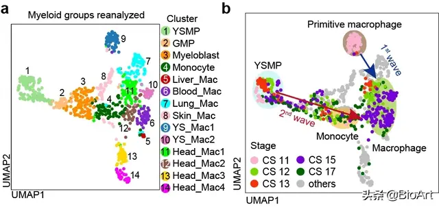 专家点评Nature——刘兵/兰雨/Ginhoux解析人源巨噬细胞胚胎起源