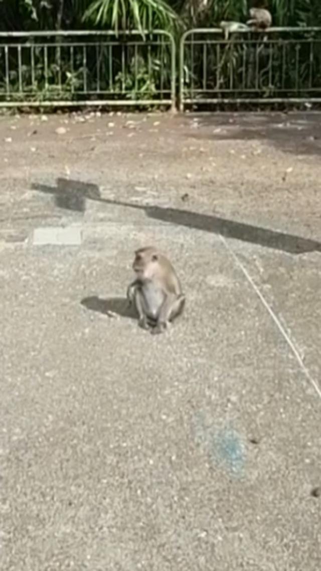 新加坡的小猴子🐒