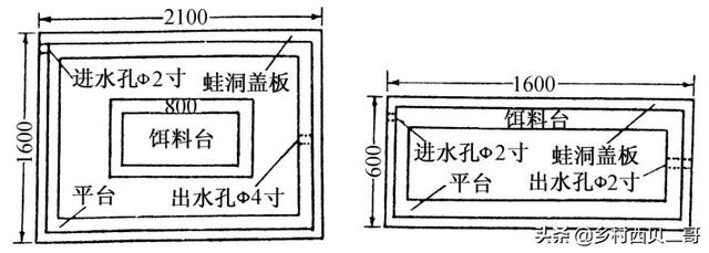 牛蛙的人工高效养殖技术