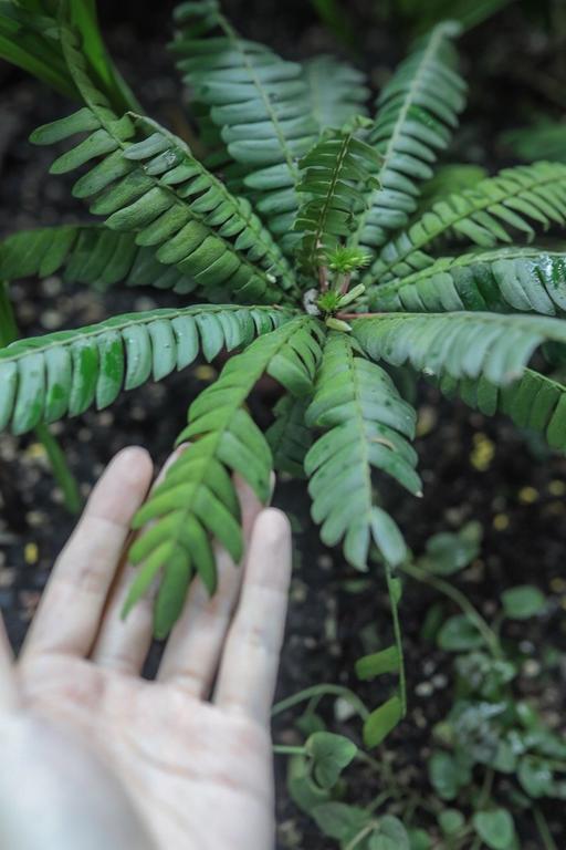 游记 | 带你去看新加坡植物园-云雾林温室