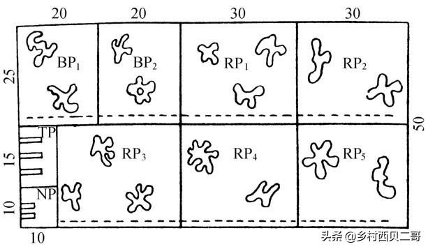 牛蛙的人工高效养殖技术