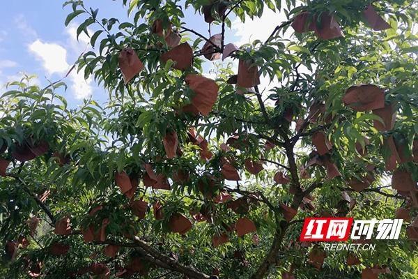 炎陵：小黄桃大本事 鼓了1.4万贫困户的钱包