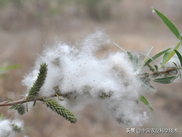 马蹄莲怕热？天牛力大如牛？充满好奇心的你，快点进来看看