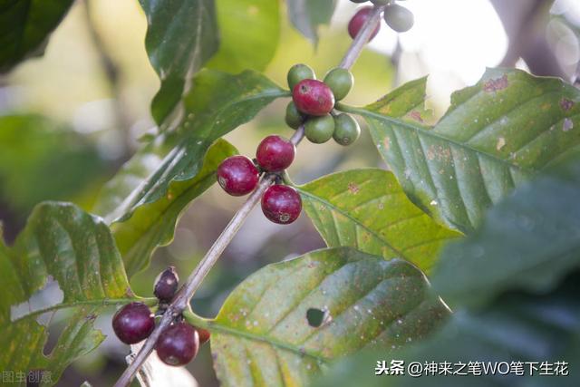 东南亚，新加坡历史、政治、经济学之正文（七十三）