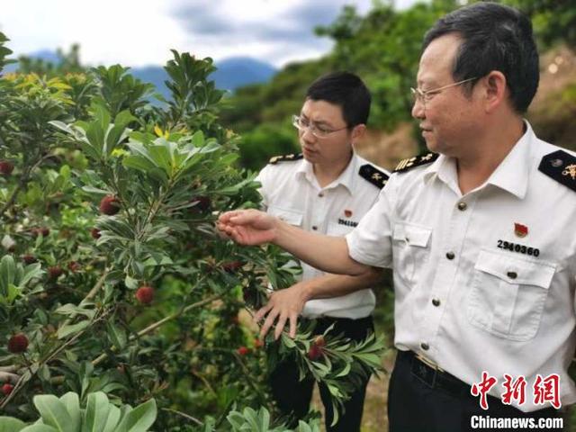 今年首批浙江临海杨梅出口欧洲 延伸“甜蜜味道”