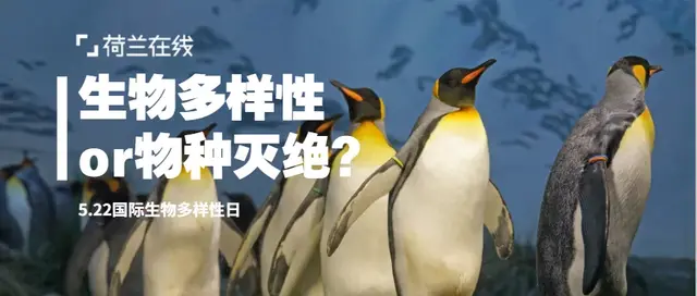 以自然之道，养万物之生：荷兰方案应对加速百倍的全球物种灭绝
