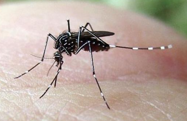 新加坡单周新增登革热病例破历史记录 五天半之内已达895例