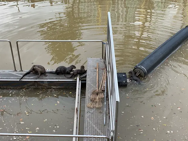 全球13种水濑 两种在新加坡安家