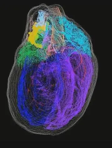 脑科学日报：首个人类心脏神经元的3-D图谱发布；狗狗救人的原因