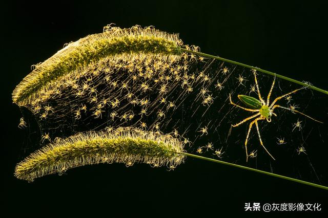 获奖欣赏丨为了寻找你，我搬进鸟的眼睛，经常盯着路过的风